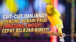 Download lagu Kenari GACOR CUit Cuit Ngerol |1| AMPUH utk PANCINGAN KENARI Paud AGAR CEPAT BELAJAR BUNYI Ngeriwik mp3