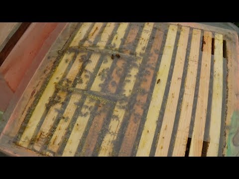 Тестируем полиэтилен на бакфасте осенью на пасеке