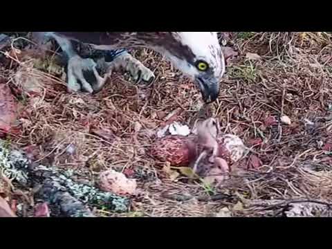 First feed for the first Osprey chick at Loch of the Lowes, not long after hatching 19 May 2022