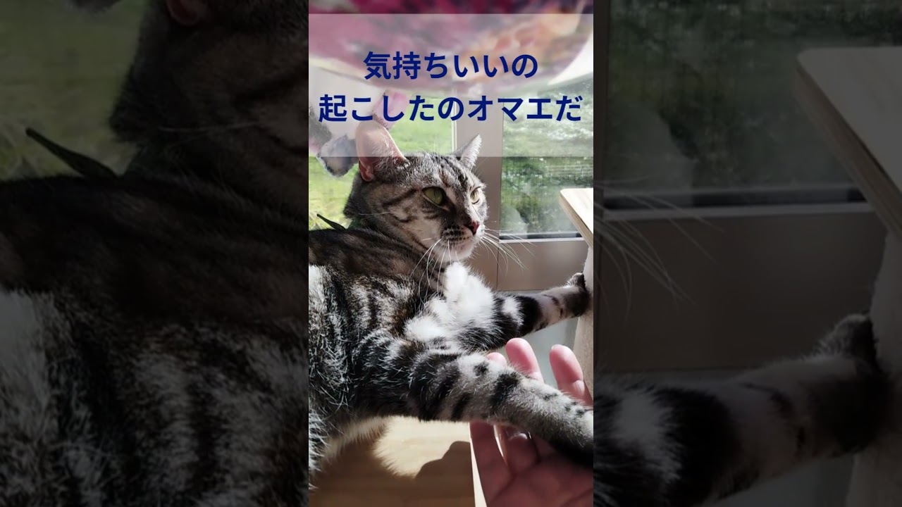 昼寝中に起こされてブチギレた😾 #americanshorthaircat #アメショのララ #猫のいる暮らし #cat #アメリカンショートヘア #ねこ #ねこのいる生活 #dreamingcat