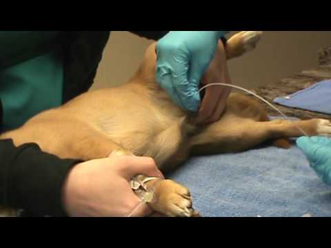 VETT 220 Task 25- Urinary Catheter on a Male Canine Patient