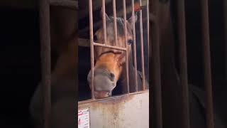 Epic Rave Party With Funny Animals 🐶🎉