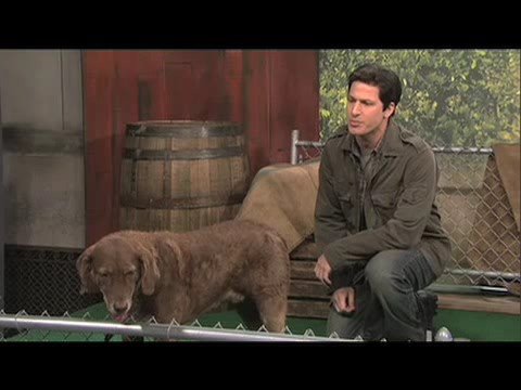 Mark Wahlberg responds to SNL "Talks to Animals" Sketch!