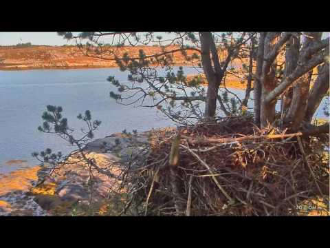 2016/10/08 13h06m  norwegian WTE Nest two grey herons land on the rock