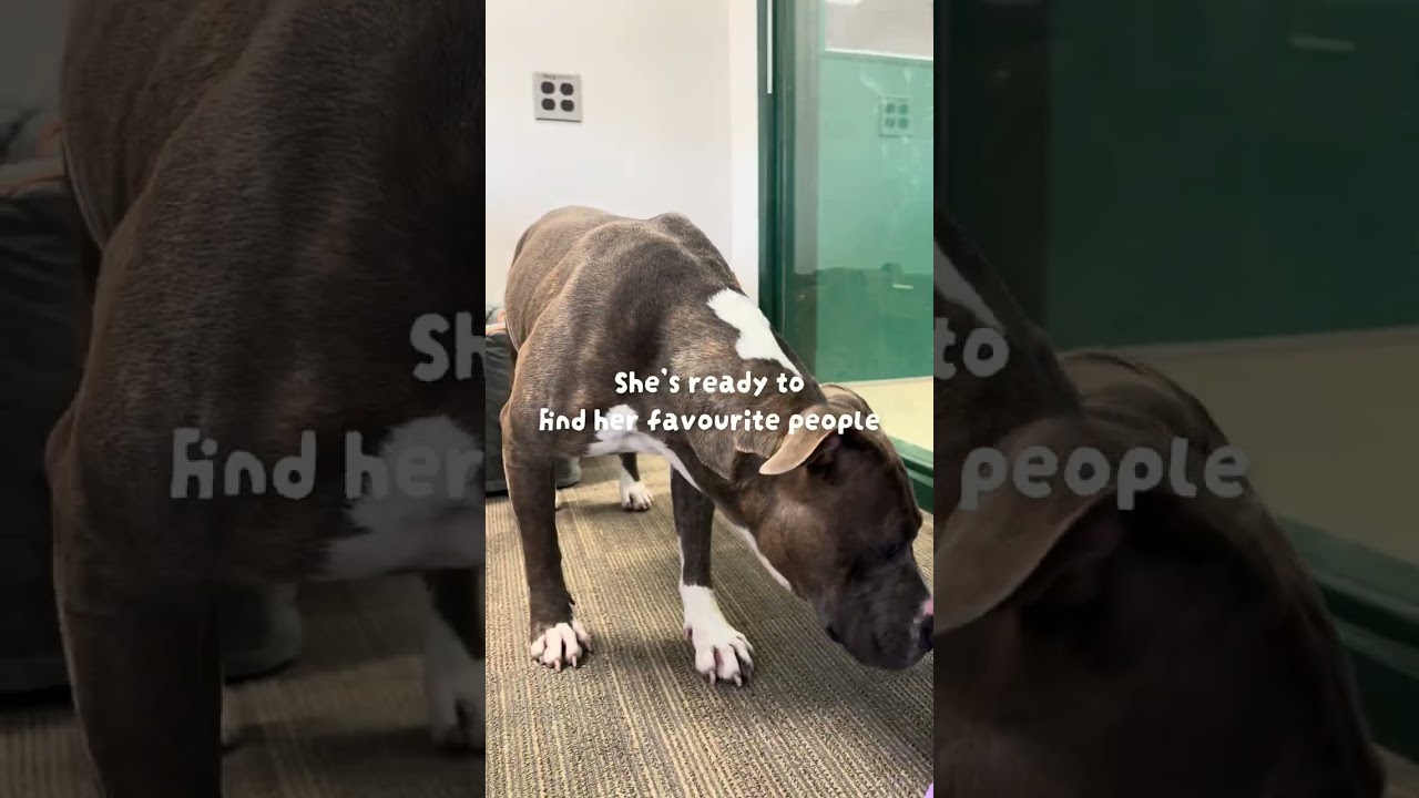 Enlarge Dahlia, an adoptable Pit Bull Terrier in Winnipeg, MB video 4/4