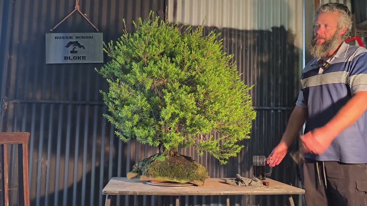 Melaleuca Rock planting. On the road to recovery 