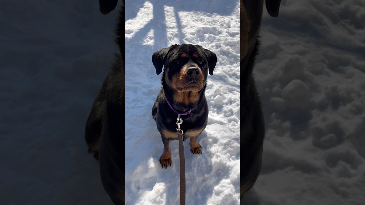 Enlarge Cupcake, an adopted Rottweiler in Briarcliff Manor, NY video 3/3