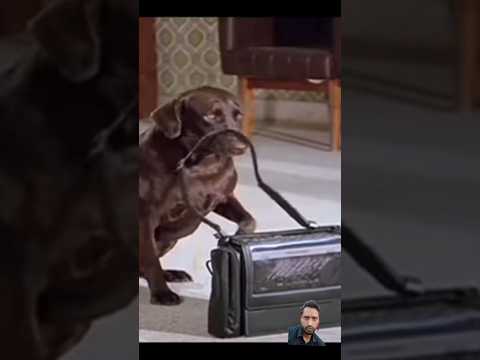Teri meherbaniyan Jacky Shroff #bollywood #love #dog #viral #video #youtube