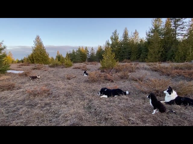 A Few Full Border collie Puppies Still Available in Dogs & Puppies for Rehoming in Ottawa