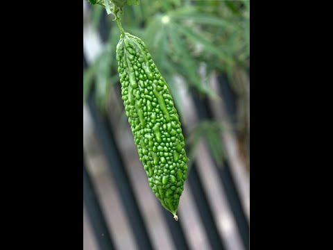 My Experience with Liver Hepatitis and Atomy Bitter Melon Extract