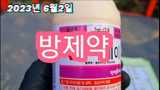 2023년6월2일 사과나무 방제약