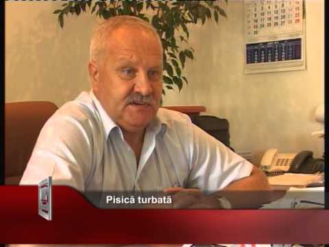 Pisică turbată