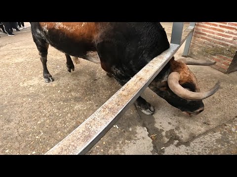 Cuéllar 2024 El Toro Arremete con Ganas