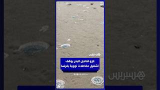 تسببت في انسداد مضخات تبريد.. غزو ضخم لقناديل البحر يوقف تشغيل 3 مفاعلات نووية فرنسية thumbnail