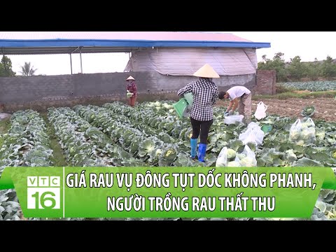 , title : 'Giá rau vụ Đông tụt dốc không phanh, người trồng rau thất thu | VTC16'