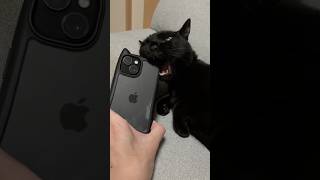 【黒猫】君の事なんていらない？スマホケースを敵対視📱🐈‍⬛