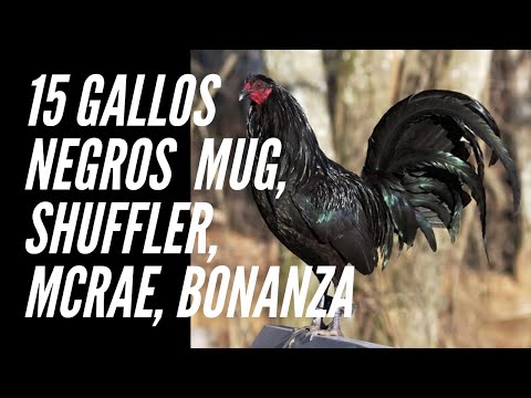 15 Gallos Negros ✅ Bonanza Black, Mcrae, Mug, Black Mcrae  Jap.