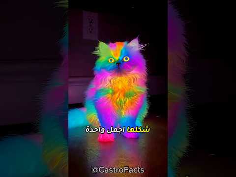 القطة وقعت في الدهان ونورت في الضلمة! 🐱✨