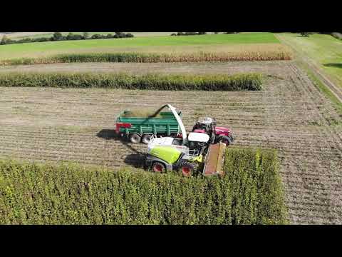 DOMINONI MPD 612 SILPHIUM (1)