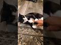 Tuxedo Cat Shows Surprisingly STRONG Punch Shorts