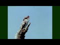Feathers Fur Or Fins Sugar Glider Don Spencer Music For Kids