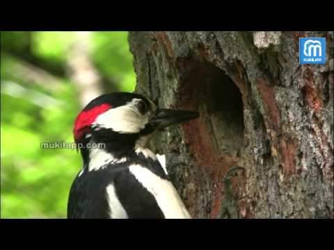 Special pecking power of wood pecker - Pesum Noolagam | Episode 209 | MukilApp