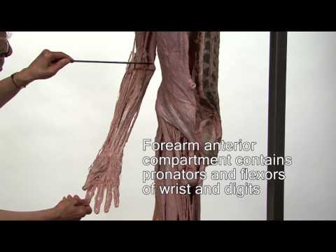 Anatomy Series, Muscles of the Upper Limb by Dr. Shakti Chandra