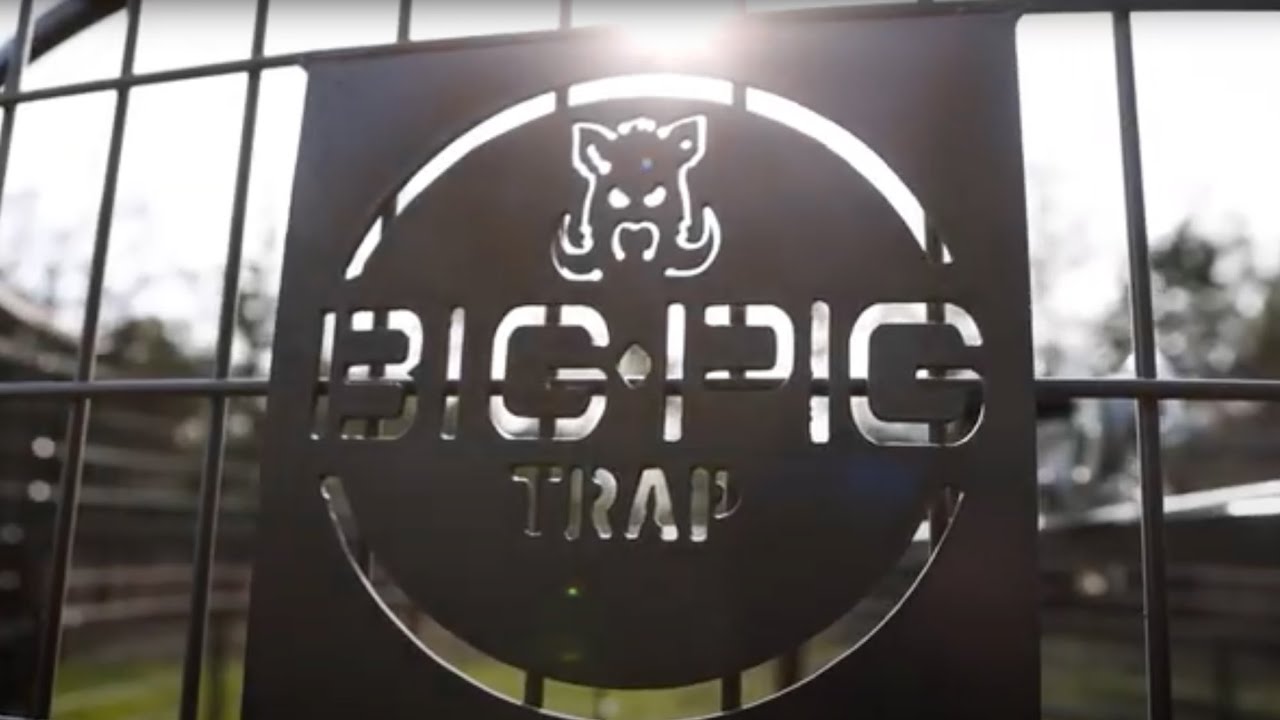Big Pig Traps 2025