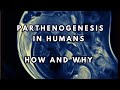 Parthenogenesis In Humans How And Why
