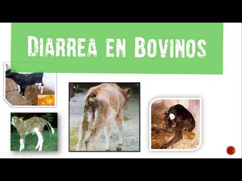 , title : 'Diarrea en Bovinos'