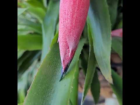 , title : 'Life of rare plant named Queen's Tears or Bilbergia Nutans!'