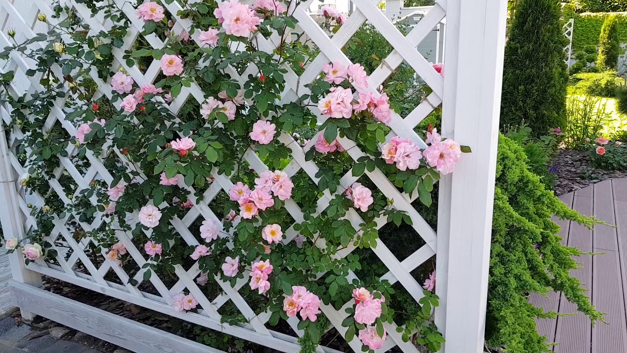 Clair Matin rose!????Плетистая флорибунда Клер Матэн только набирает силу в моём саду!????