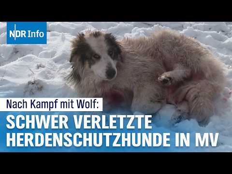 Video Thumbnail: Trotz Schutzmaßnahmen: Wölfe attackieren Hunde in MV | NDR Info