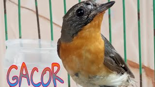 Download lagu Sikatan Mugimaki mp3