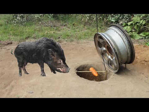 Quick Deep Hole Wild Pig Trap Using Car Rim Deadfall Trap