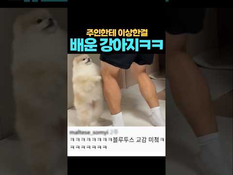 주인한테 이상한걸 배운 강아지 ㅋㅋ