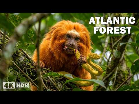The Dangerous Territory of Hidden Predators