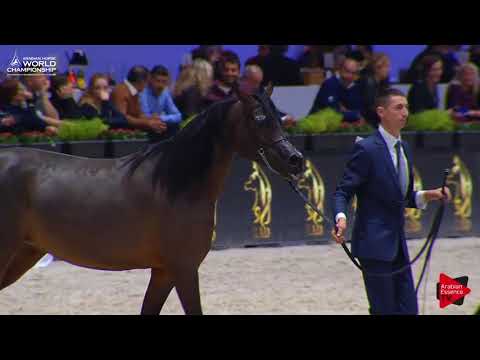N.60 EMANDILLA - Paris 2017 - Senior Mares (Class CM3B)