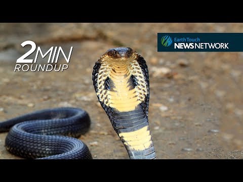 Canned cobras, turtle turn-ons & a controversial wolf kill