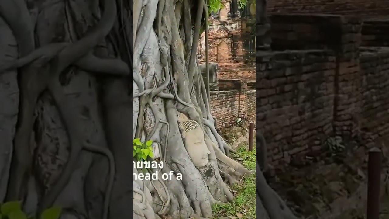 Buddha Head in Tree Roots: Unbelievable Sight!