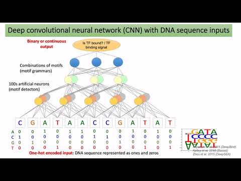 Keynote: Deep Learning at Base-Resolution Reveals Motif Syntax... - Anshul Kundaje - RECOMB/RSG 2019