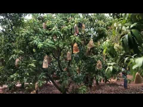 Global G.A.P mango farm