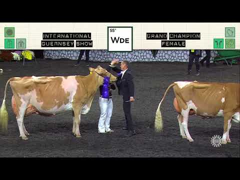 568 GUERNSEY GRAND CHAMPION FEMALE