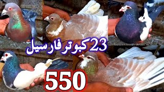 23 Kabootar For Sale | Pigeon For Sale