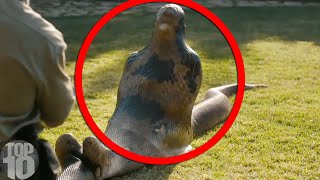 10 CRAZIEST Snake Attacks