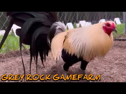 Chocolate Grey Sweater Roundhead - GREY ROCK FARM