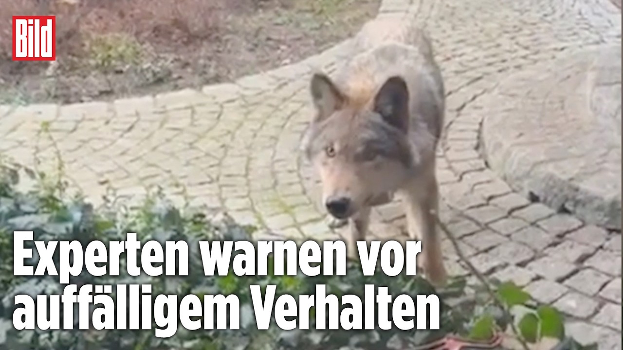 WOLF ALARMIERT EXPERTEN: Jungtier sucht Nähe zu Menschen in Jessen