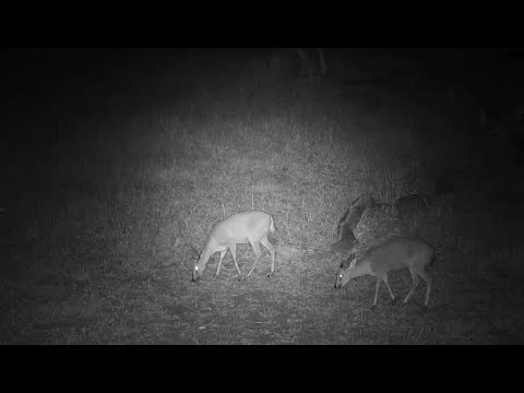 Djuma: Common Grey Duiker pair - 18:17 - 05/18/19