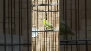 Download lagu DAKBAL NEMBAK SEJALUR !!! mp3