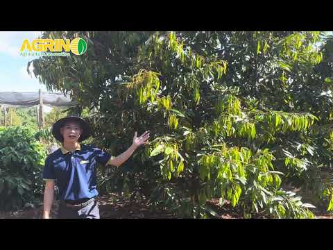 Quy trình phục hồi sầu riêng sau thu hoạch - Kỹ sư Agrino thăm vườn thực tế tại Gia Lai